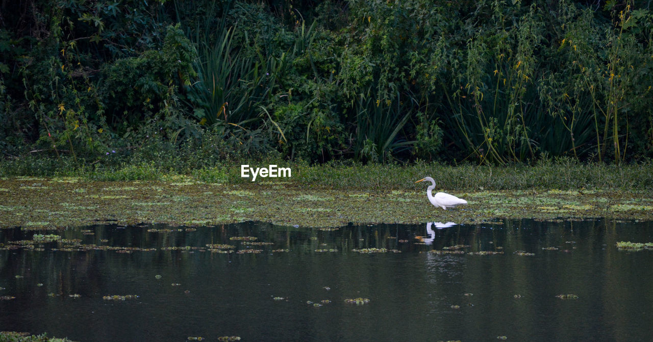 BIRDS PERCHING ON A LAKE