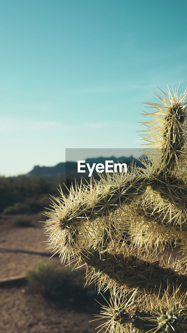 CLOSE-UP OF CACTUS PLANT GROWING ON FIELD AGAINST SKY