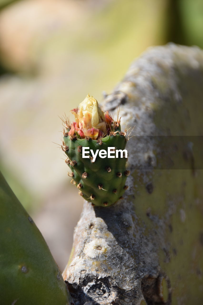 CLOSE-UP OF SUCCULENT PLANT ON ROCK