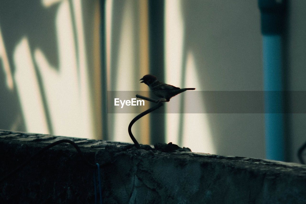 BIRD PERCHING ON INDOORS