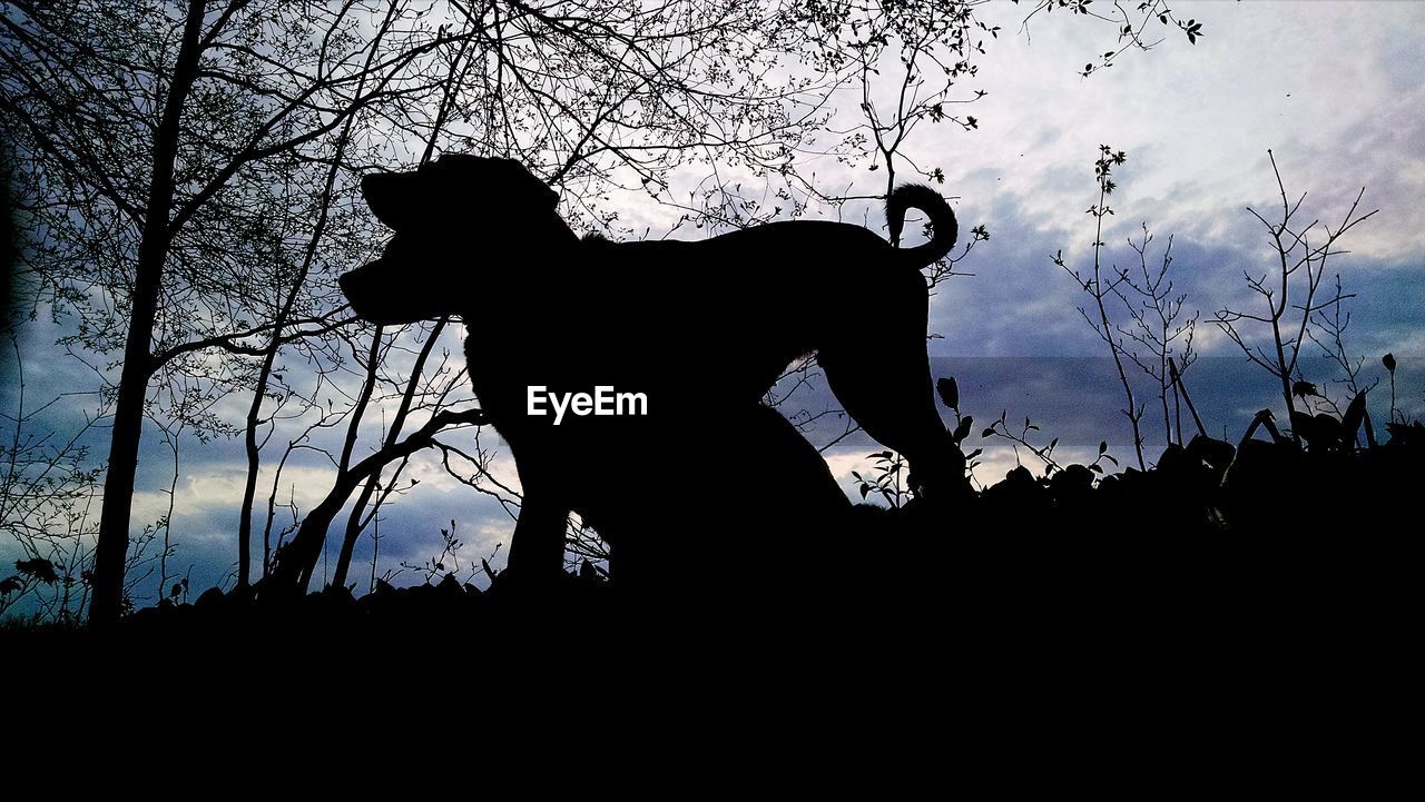 Silhouette puppies on field against sky at sunset