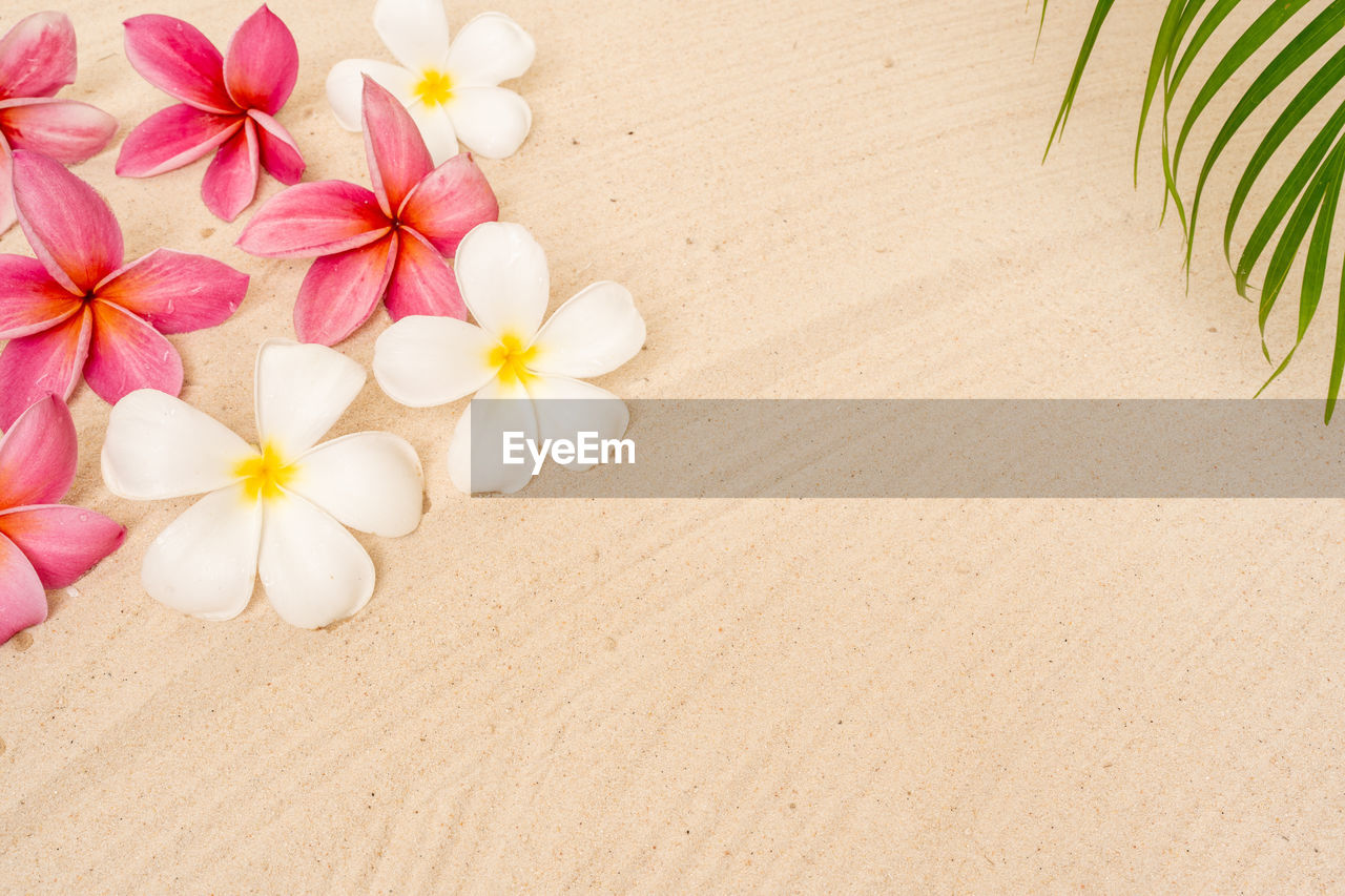 high angle view of flowers on sand