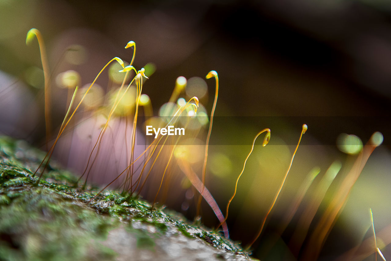 Close-up of plant growing on field