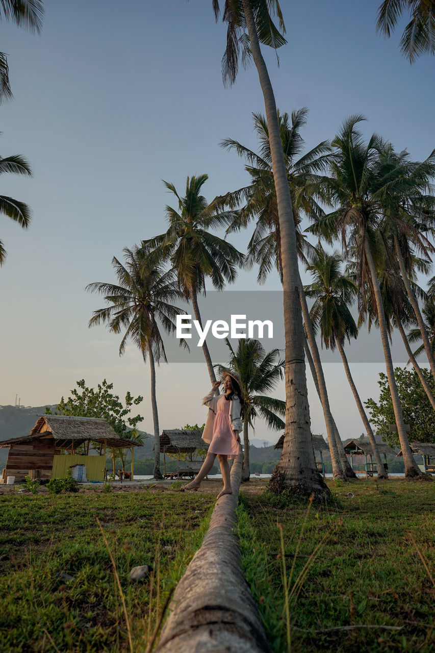 PANORAMIC VIEW OF PALM TREES ON SUNNY DAY