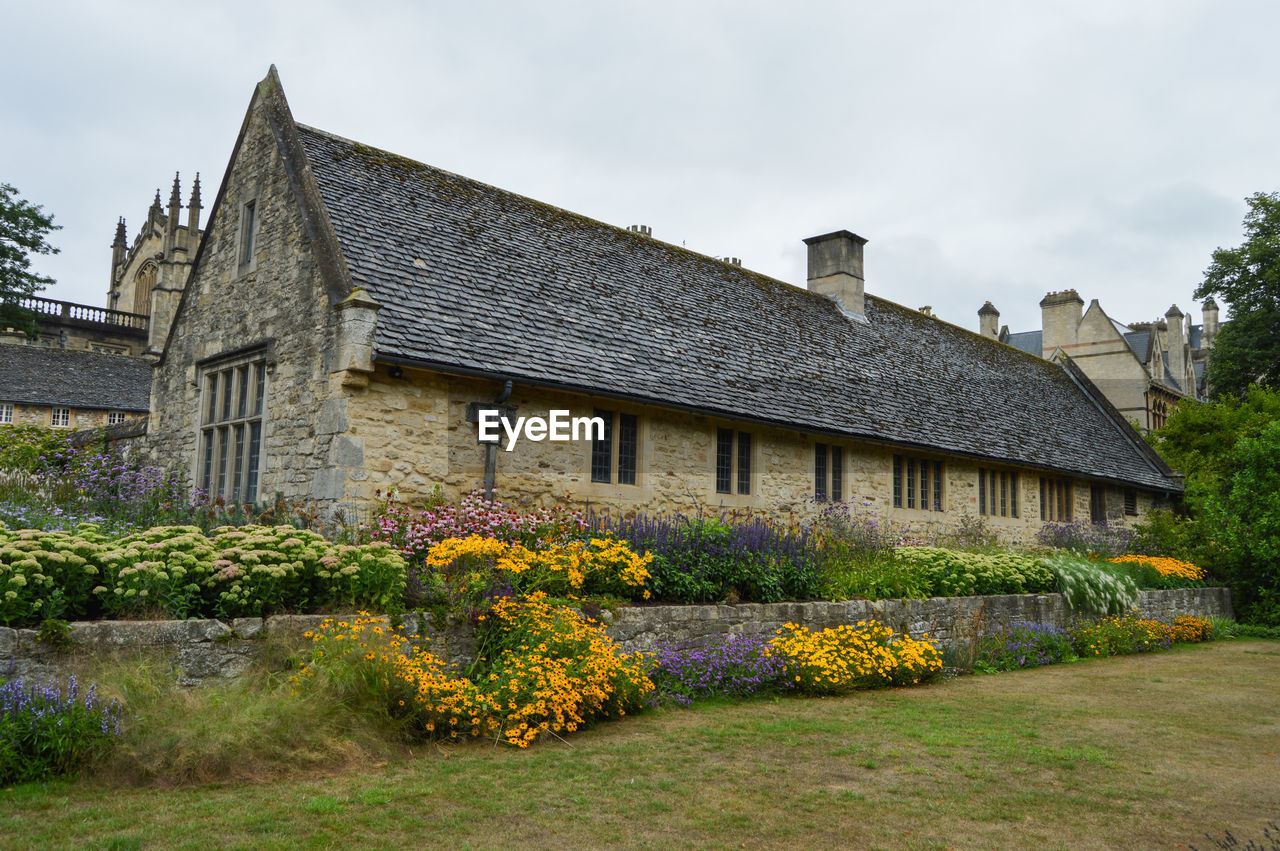 YELLOW FLOWERING PLANTS BY BUILDING