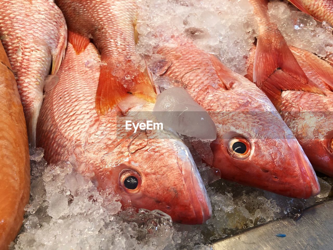 Close-up of fish on ice at market