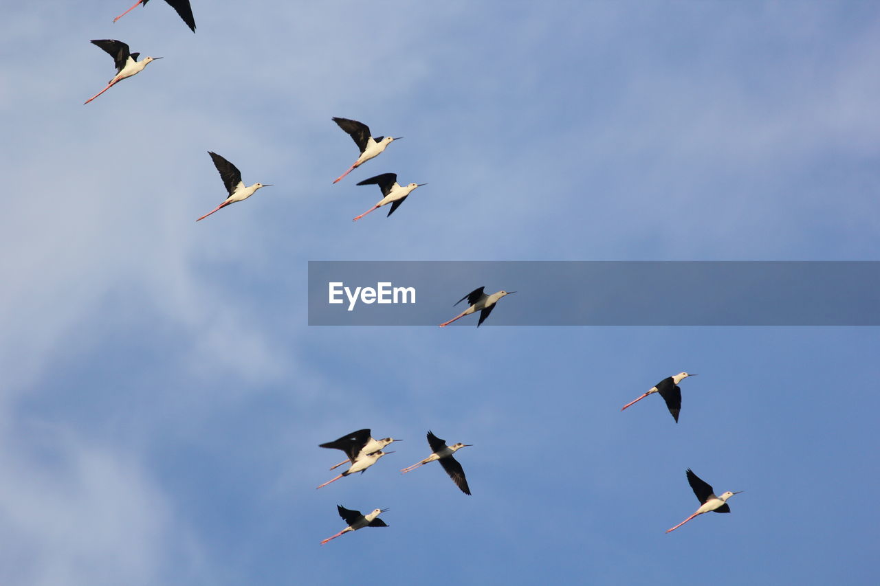 LOW ANGLE VIEW OF BIRDS FLYING AGAINST SKY