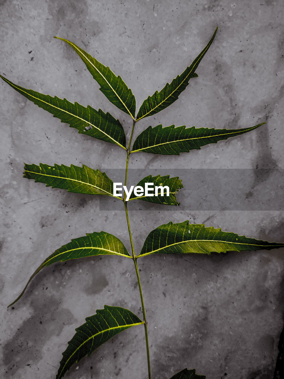 Neem leaf's