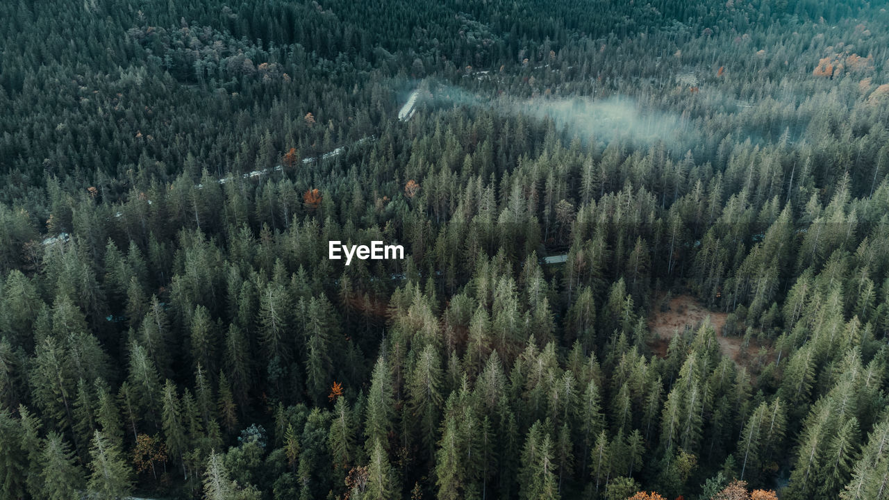 PANORAMIC VIEW OF PINE TREES