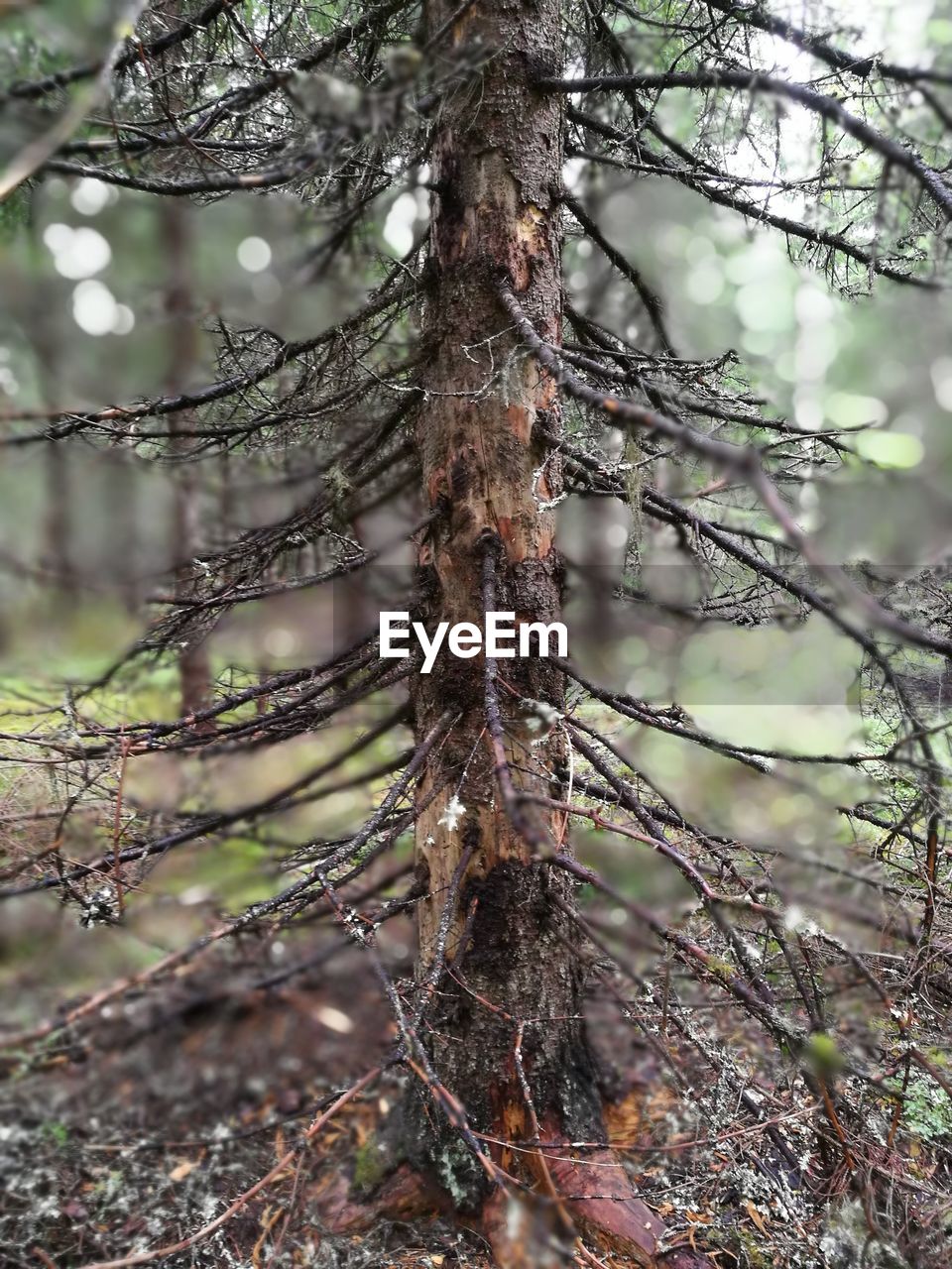 Close-up of tree in forest