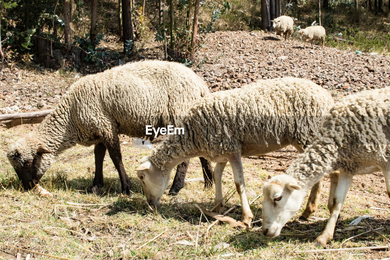 SHEEP GRAZING IN FIELD