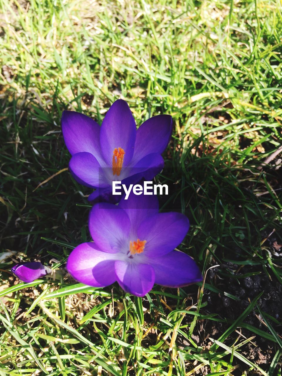 CLOSE-UP OF PURPLE CROCUS FLOWERS GROWING IN FIELD