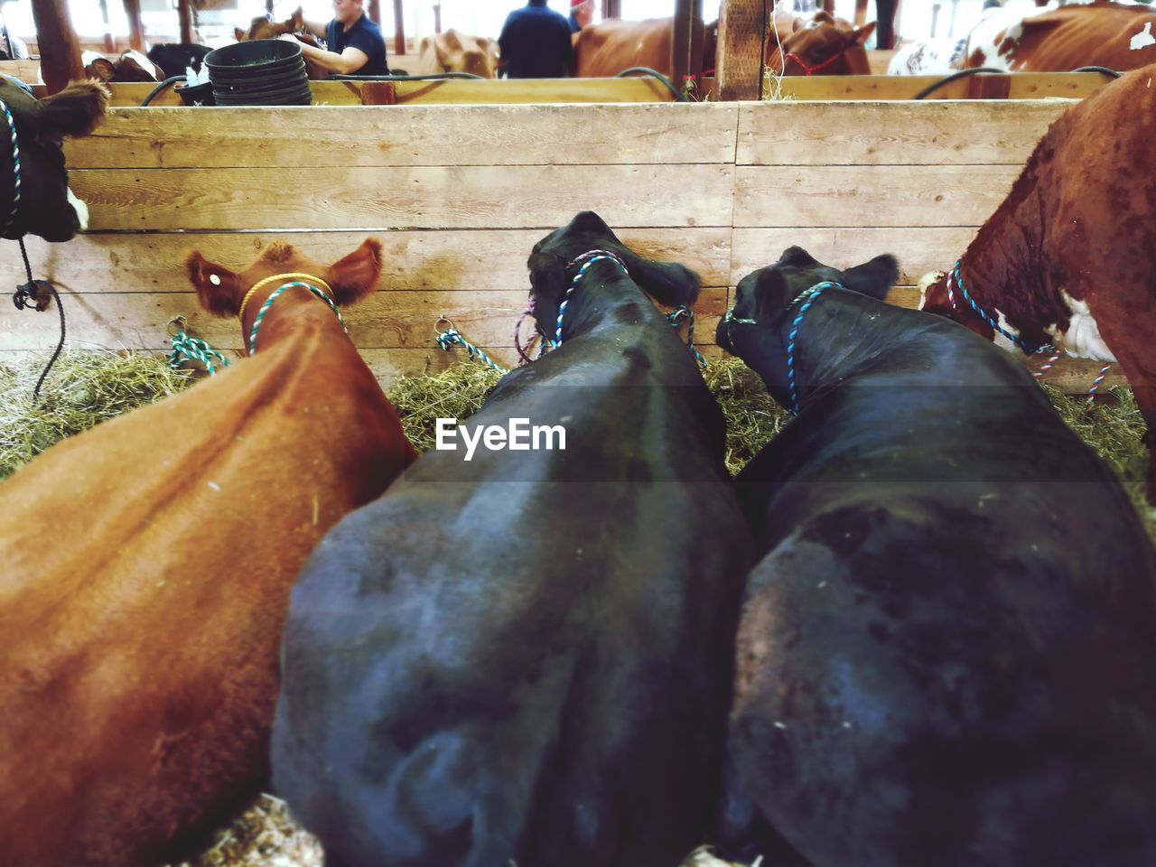 LOW SECTION OF HORSE FEEDING ON MARKET