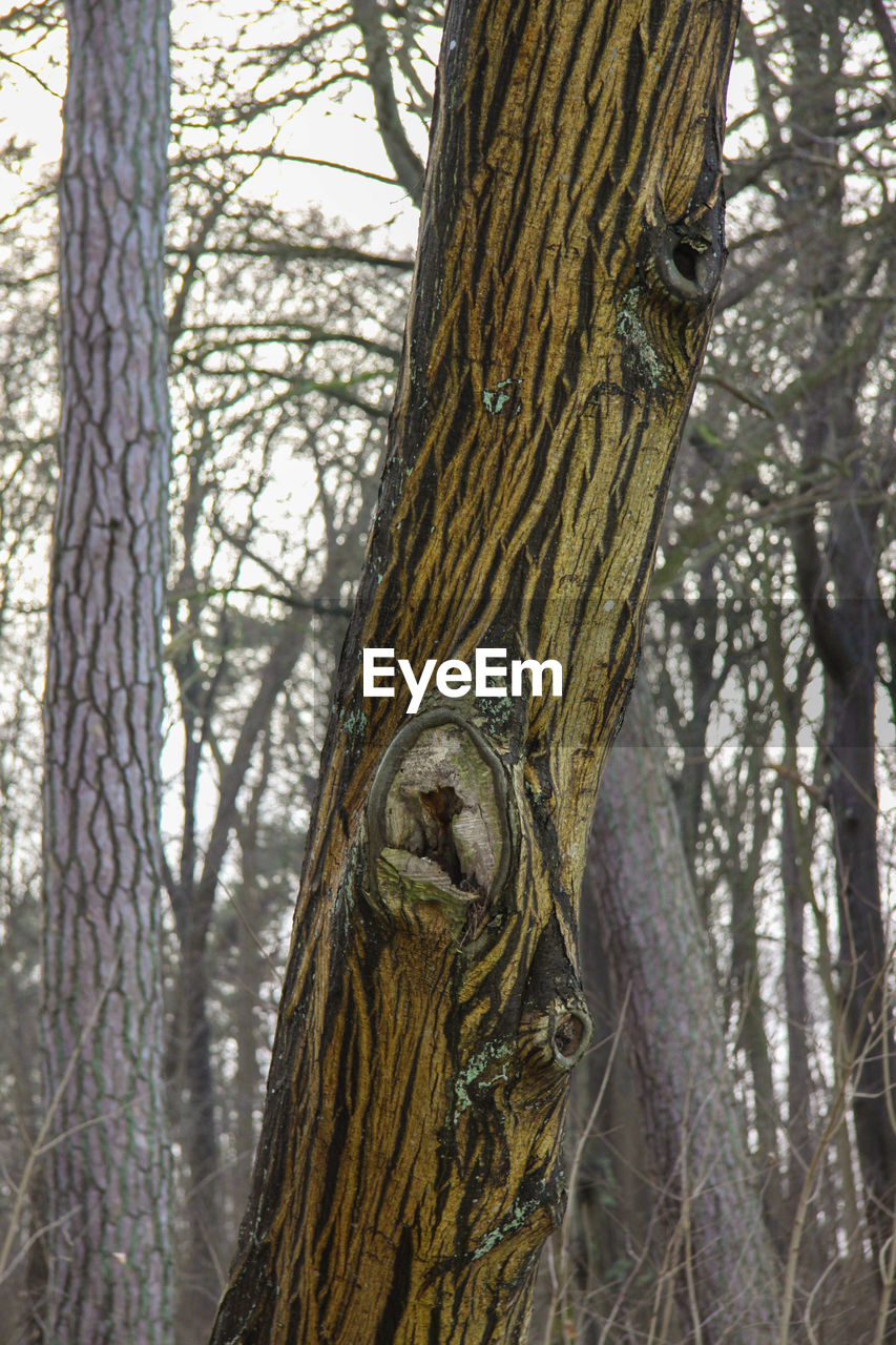 LIZARD ON TREE TRUNK