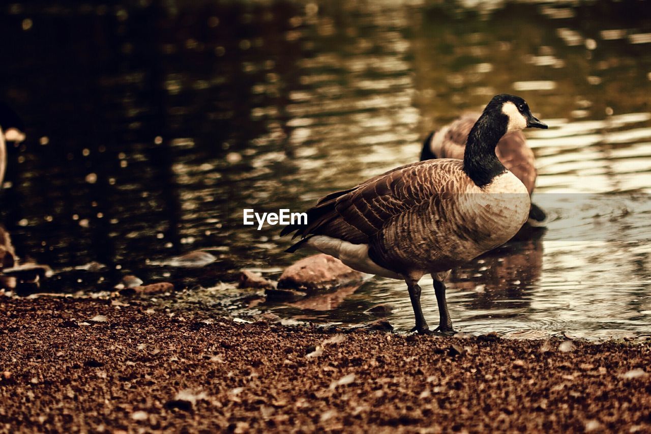 BIRD IN WATER