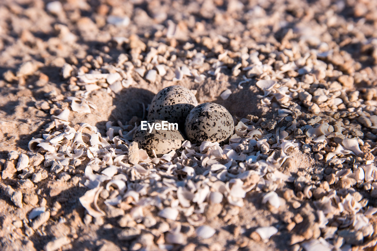 HIGH ANGLE VIEW OF PEBBLE STONES ON PEBBLES