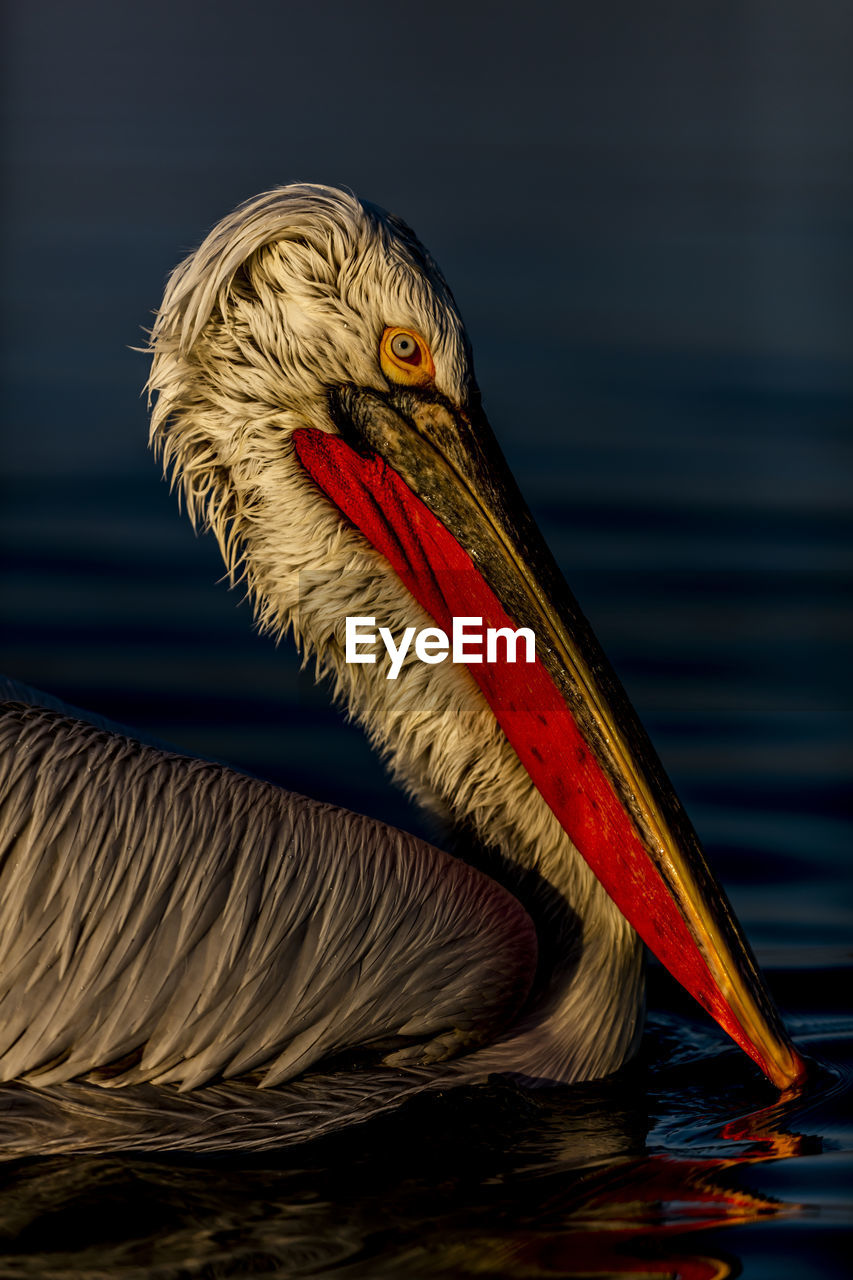 CLOSE-UP OF A DUCK IN LAKE