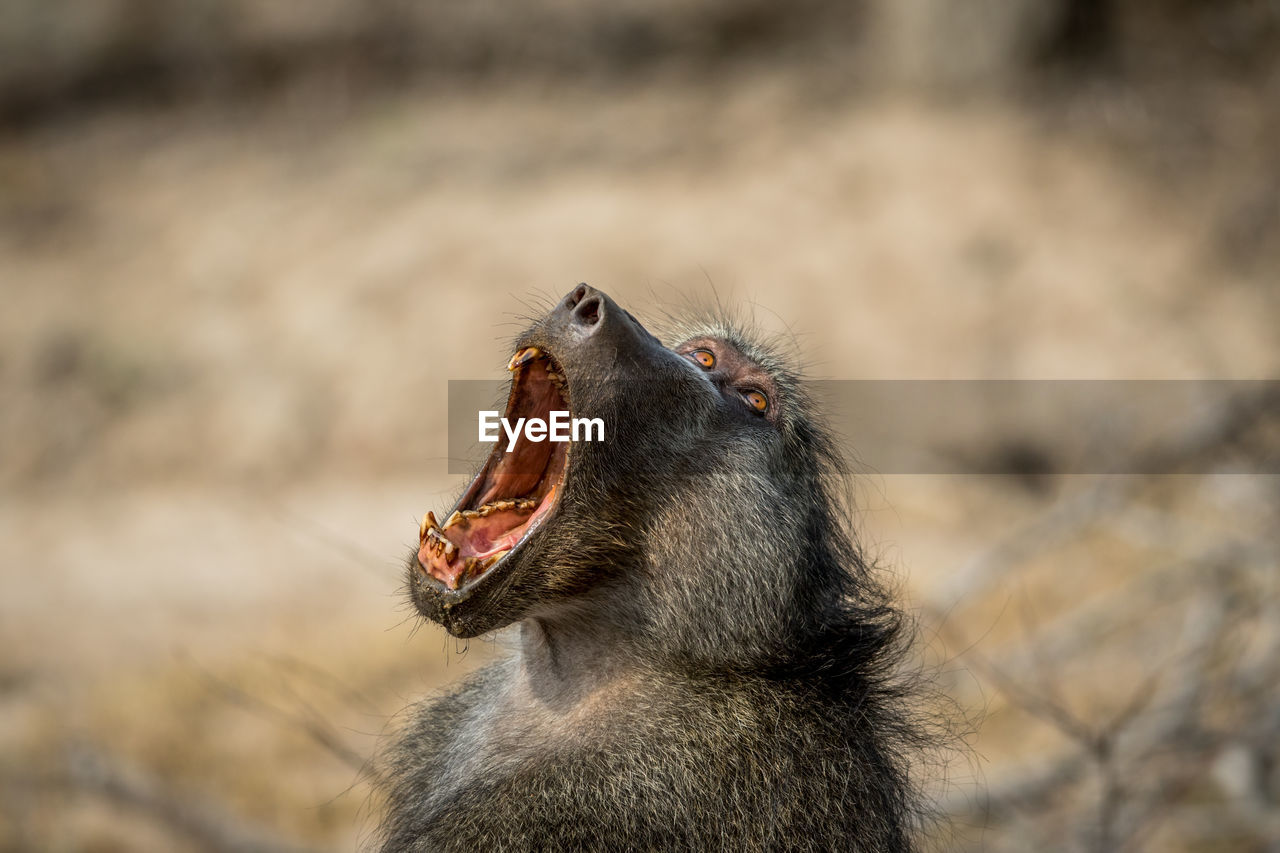 Close-up of monkey with mouth open