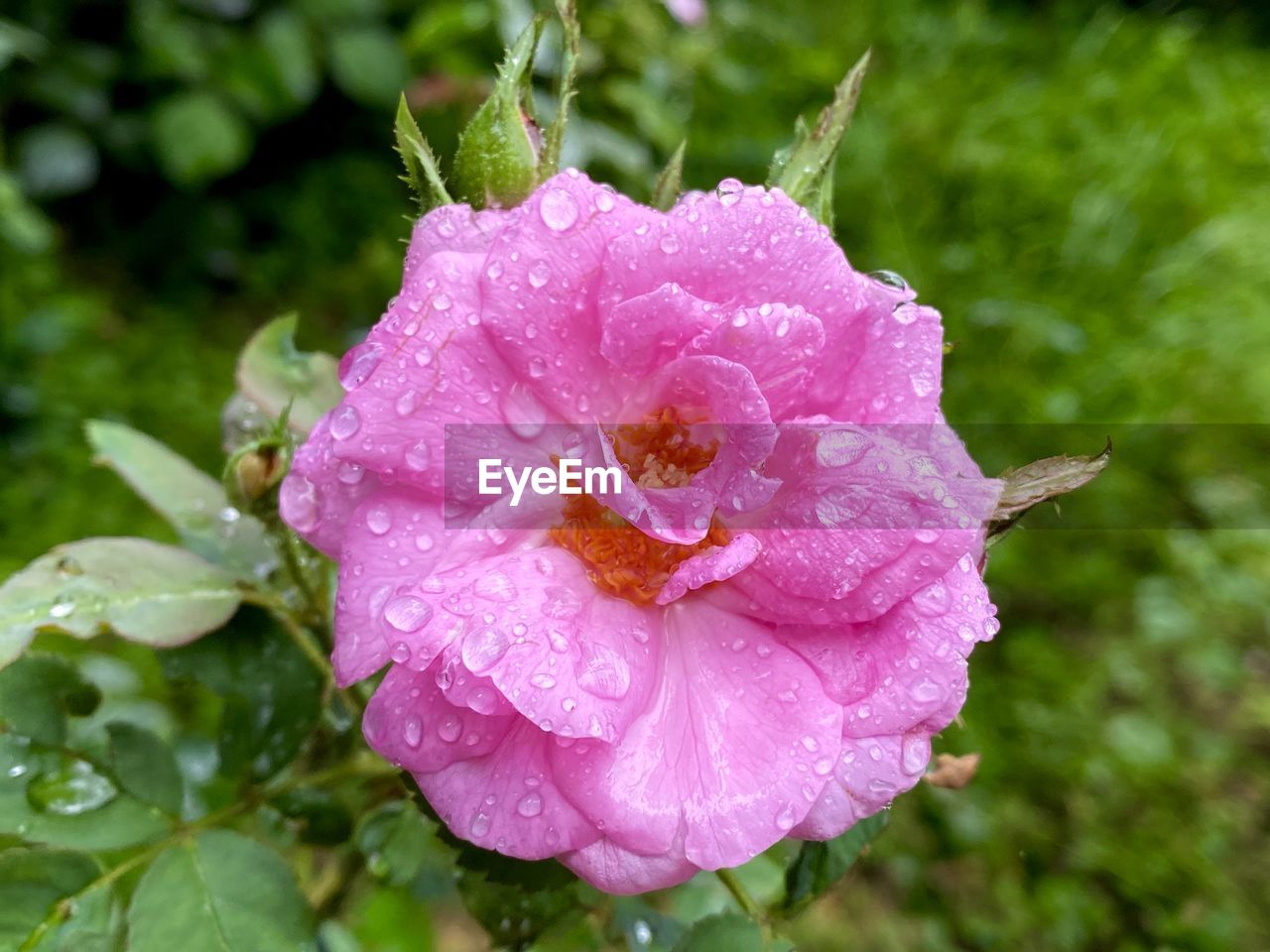 Pink rose in garden 