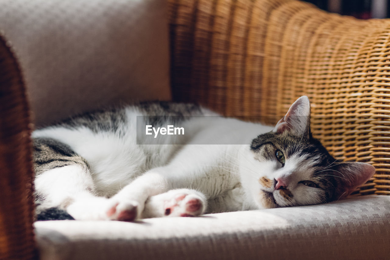 Cat looking sleepy at the camera on sofa at home