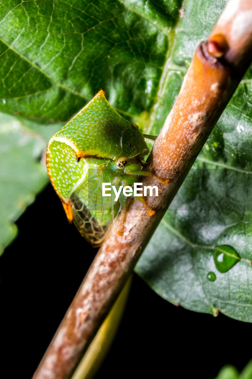 CLOSE-UP OF GRASSHOPPER ON PLANT