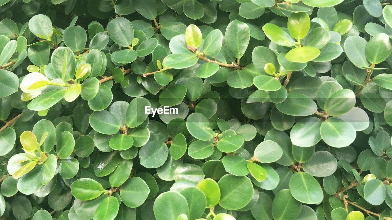 Full frame shot of plants