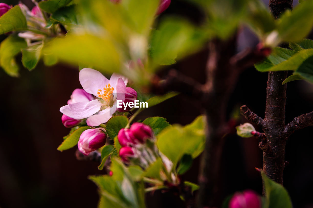 CLOSE-UP OF PINK CHERRY BLOSSOMS