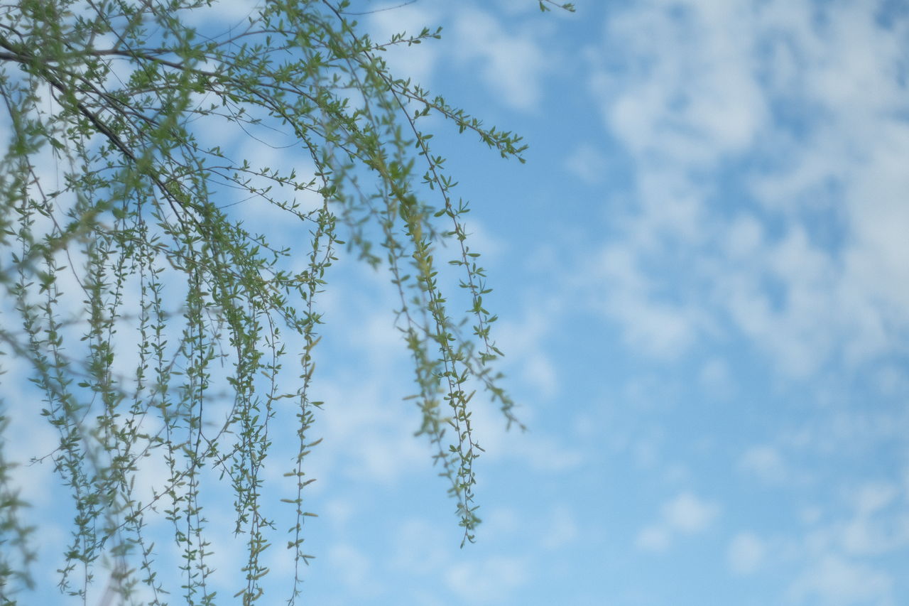 Low angle view of flowering plant against blue sky