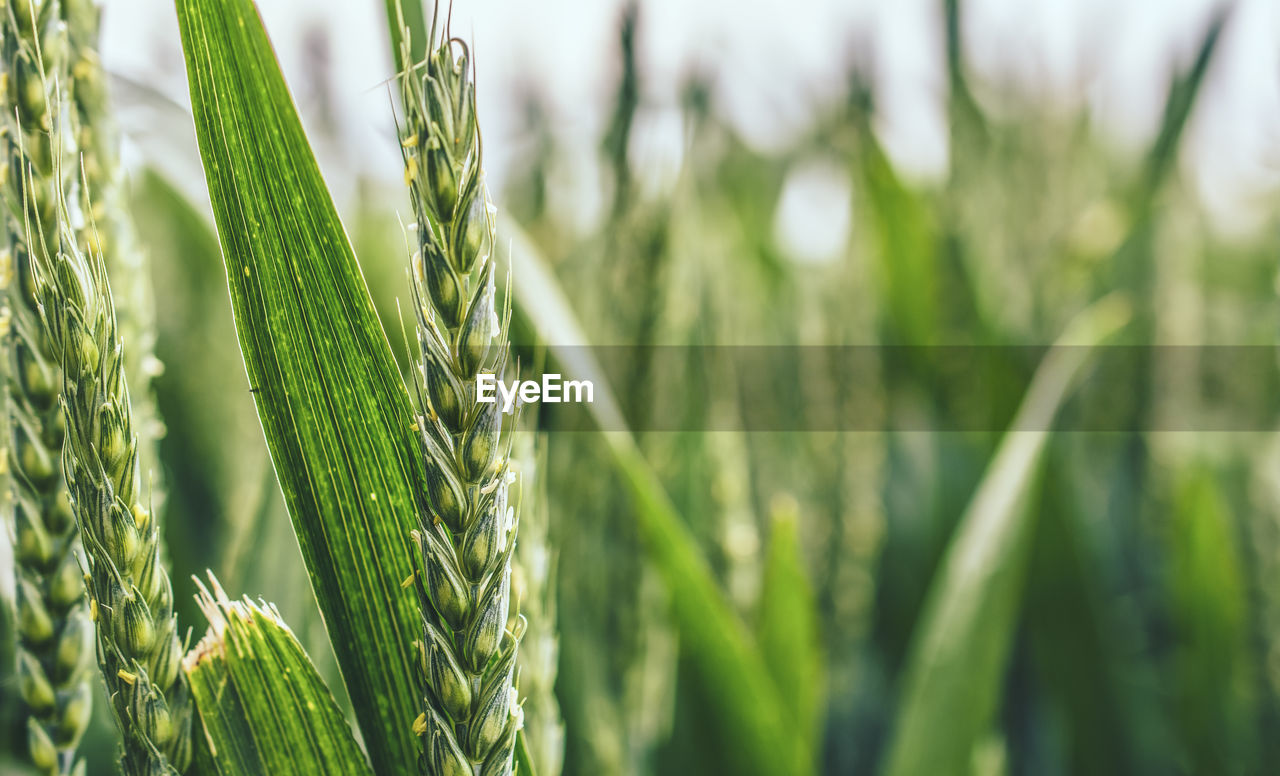 Close-up of wheat growing on field