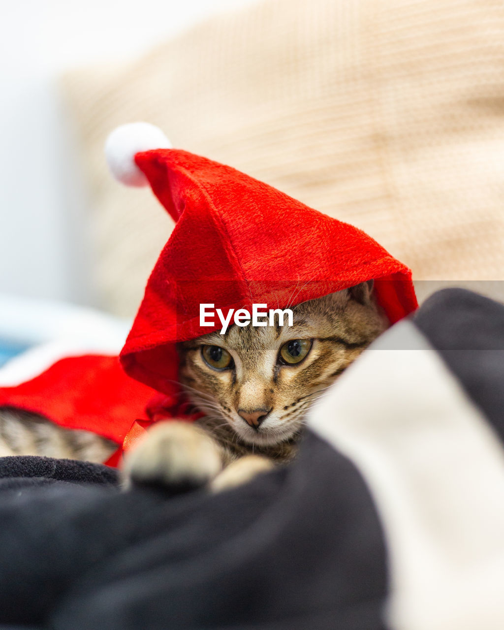 PORTRAIT OF CAT RELAXING ON BED WITH RED EYES