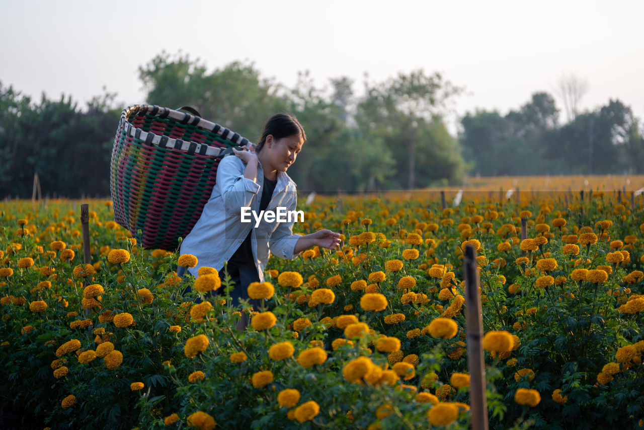 Contemplating woman picking flowers while standing with basket against clear sky