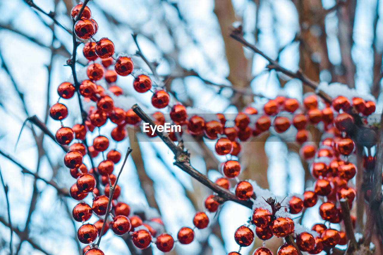 Low angle view of glass beads on tree