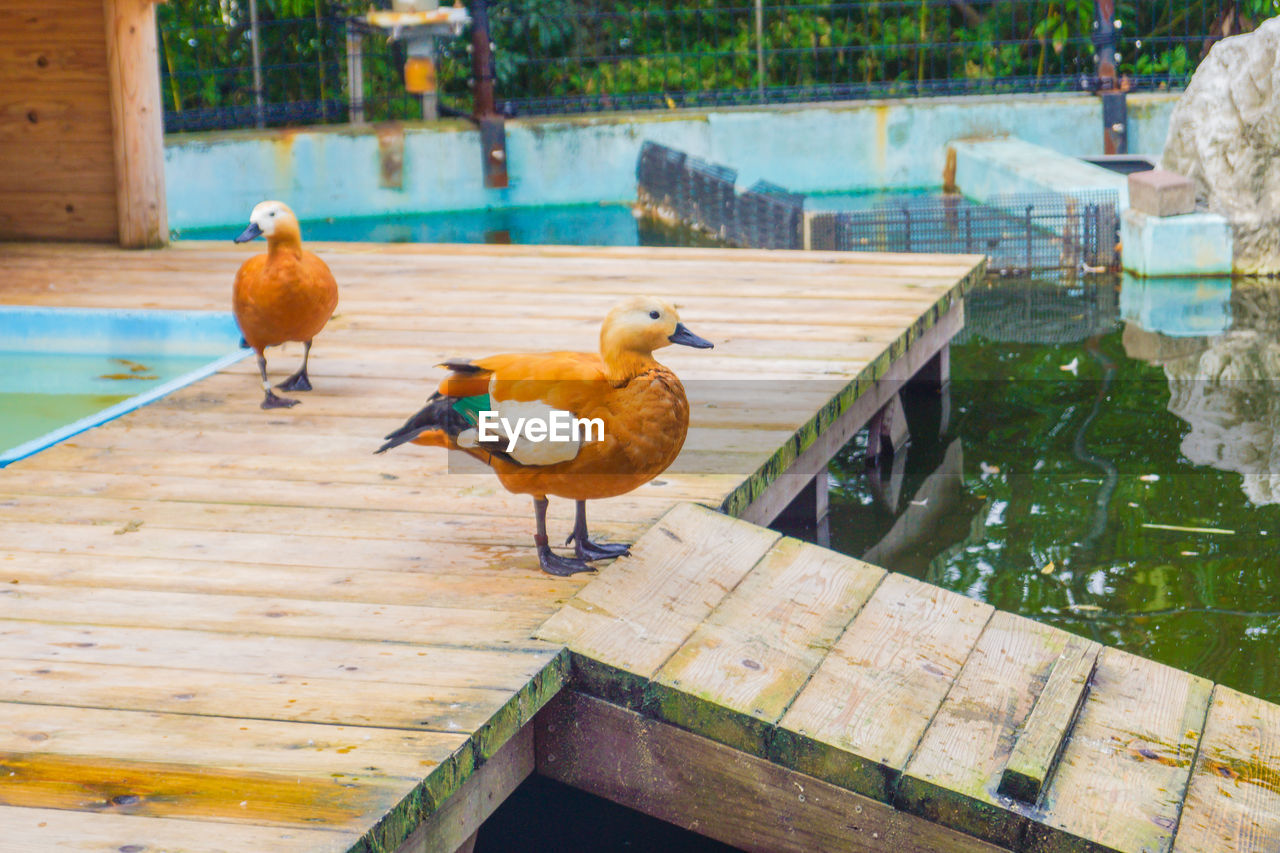 BIRD PERCHING ON WOOD BY SWIMMING POOL