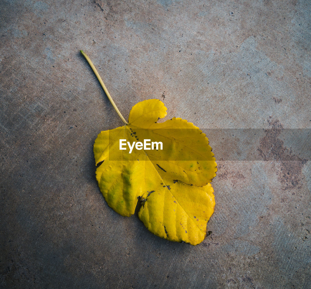 High angle view of yellow leaf on plant