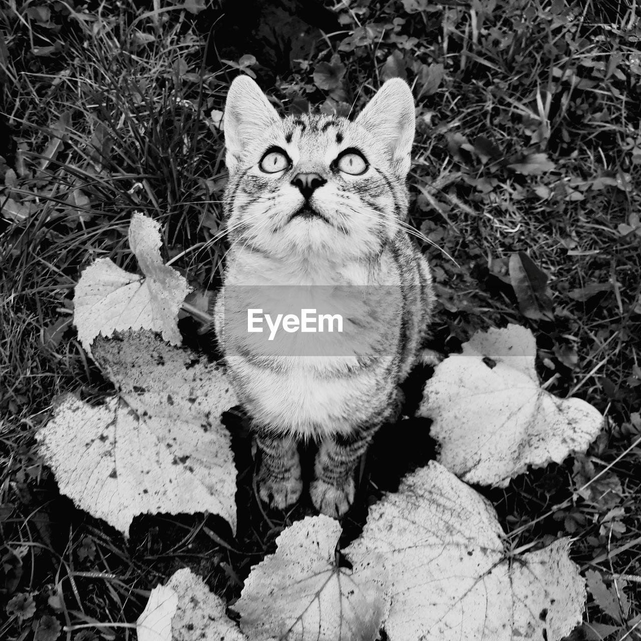 HIGH ANGLE PORTRAIT OF CAT ON FIELD BY LAND