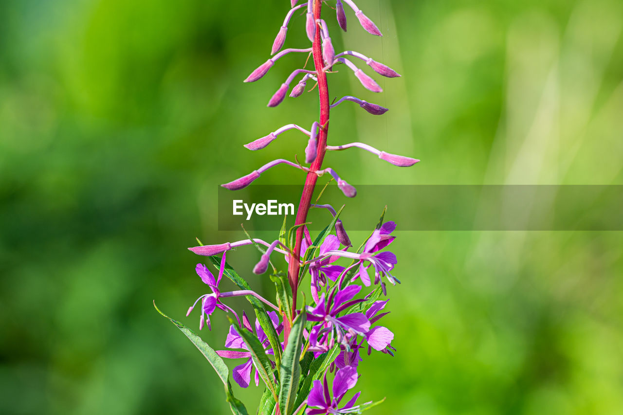 CLOSE-UP OF PURPLE FLOWERING PLANT