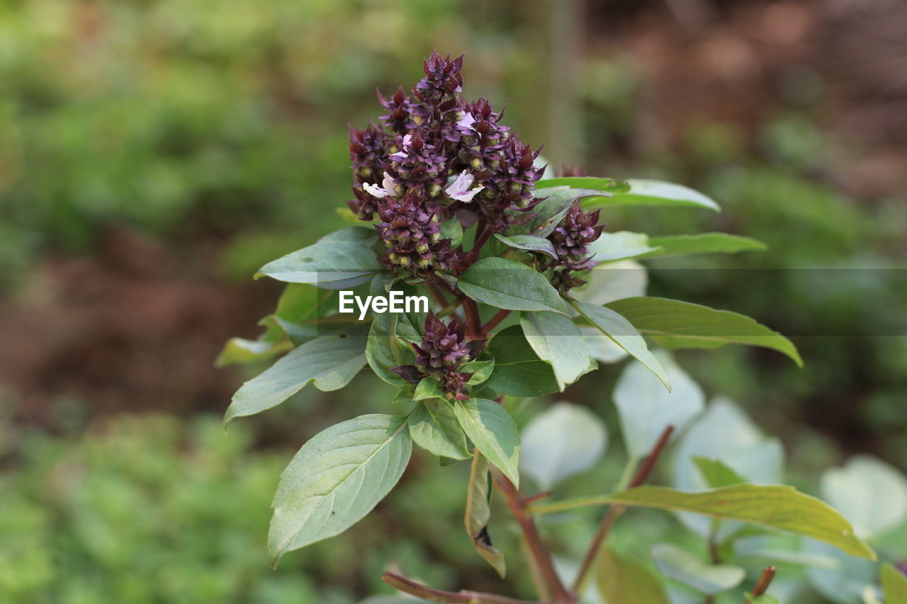 Close-up of flowering plant