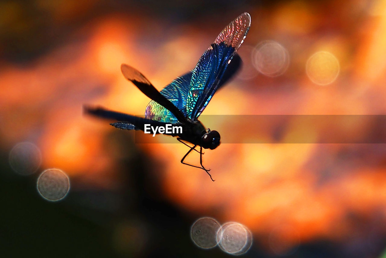 CLOSE-UP OF DRAGONFLY FLYING IN A BLURRED BACKGROUND