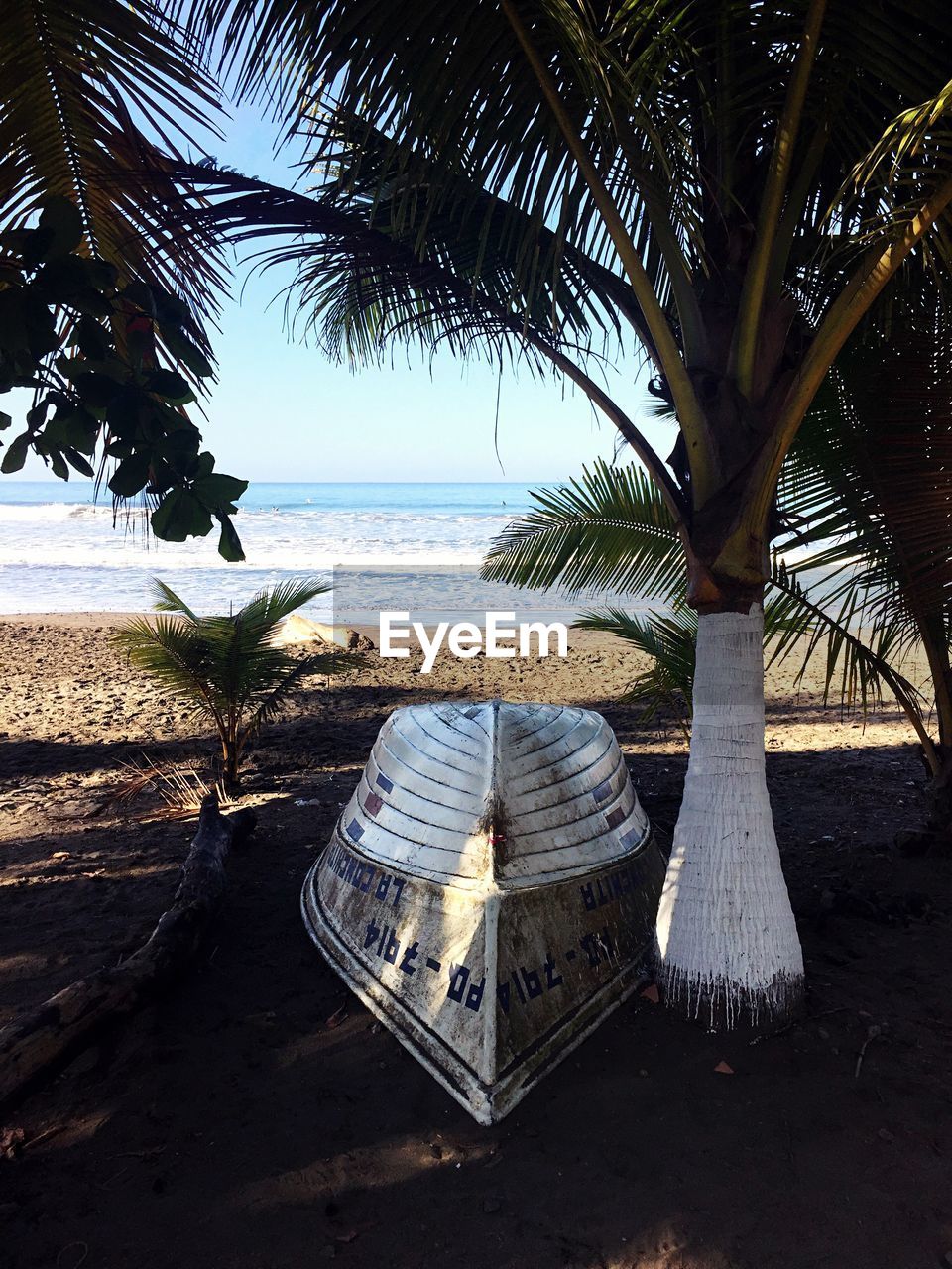 PALM TREES ON BEACH