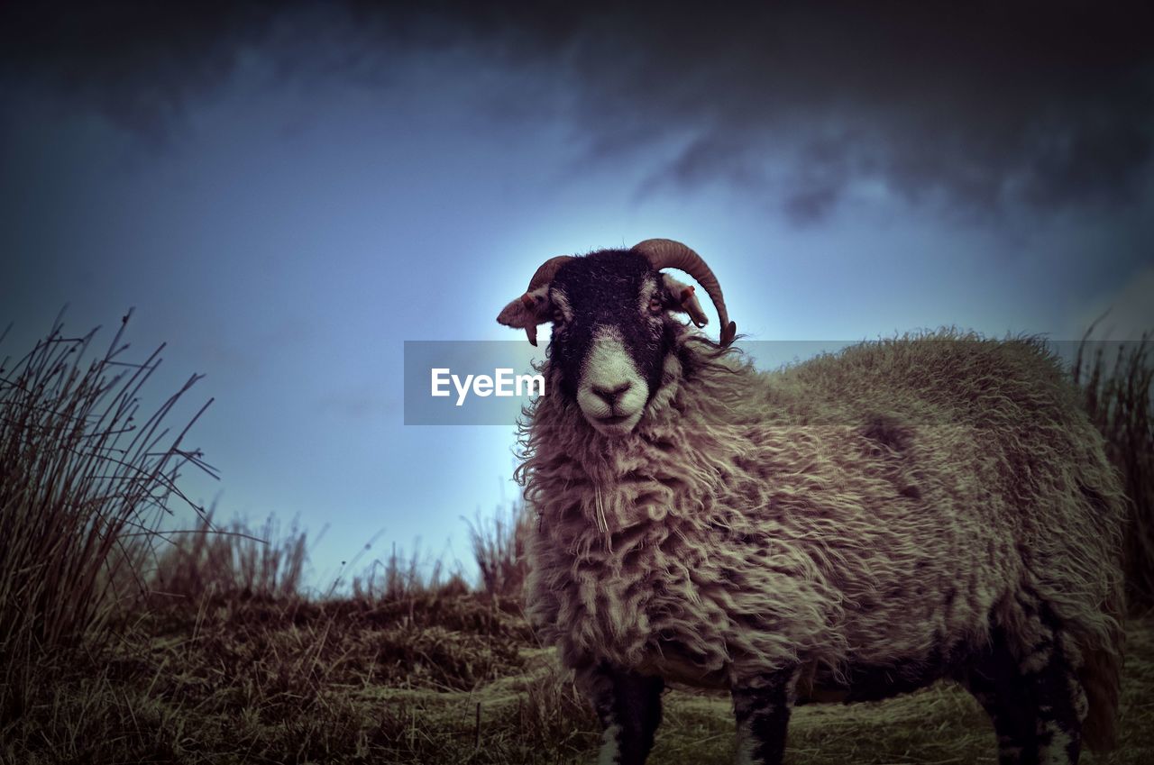 PORTRAIT OF SHEEP STANDING ON FIELD