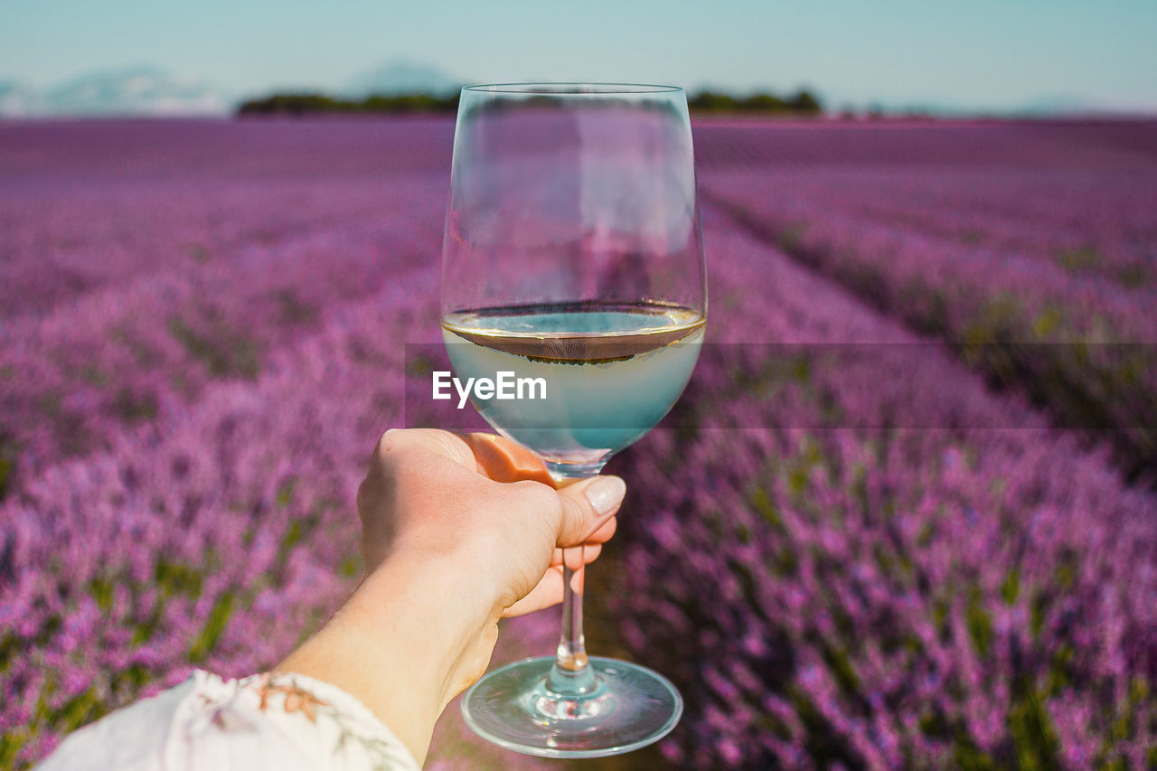 Female hand with white wine glass on lavender fields background in provence. lines of purple flowers