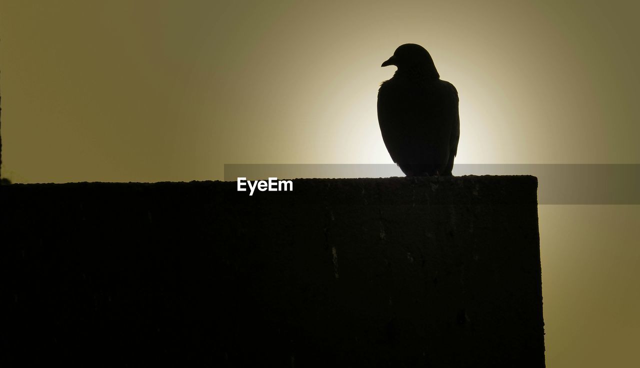 Silhouette of perching bird