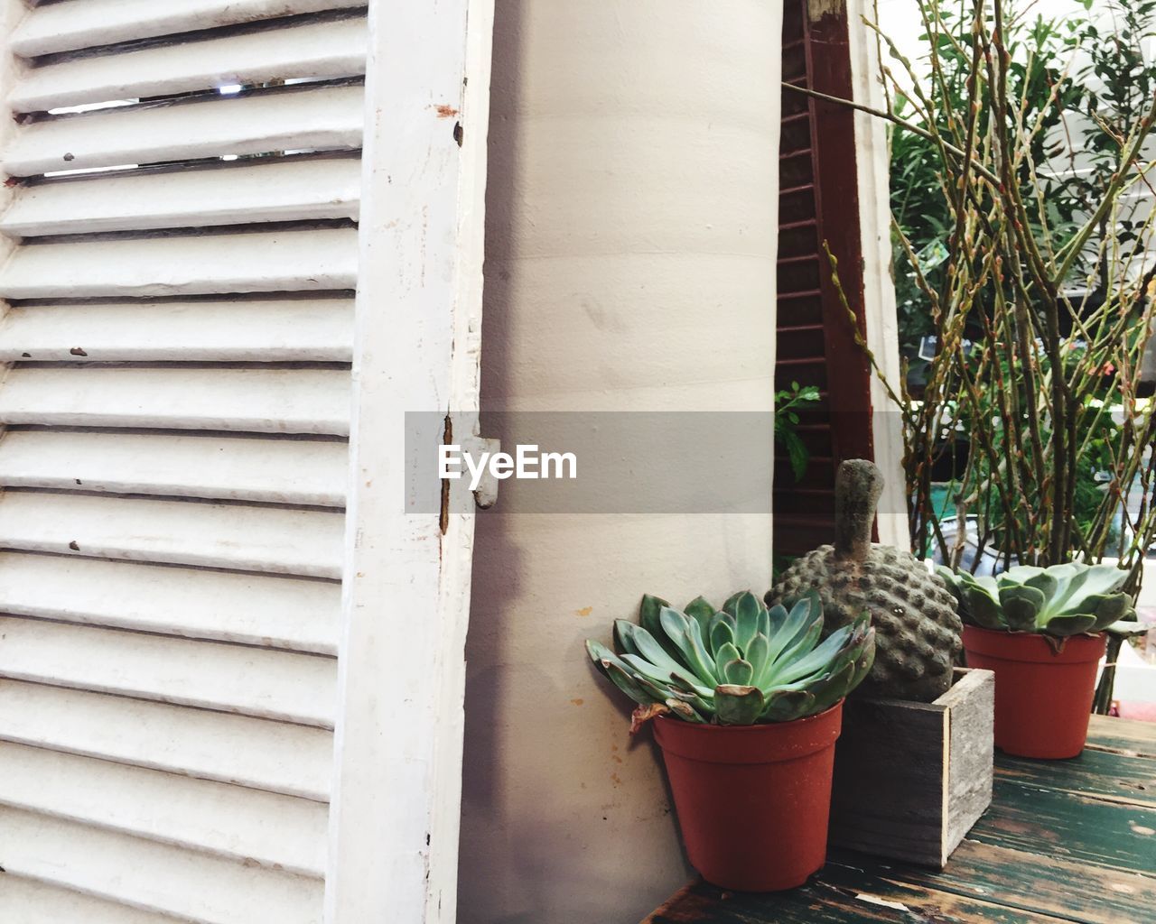 Cat with pot plants against the wall