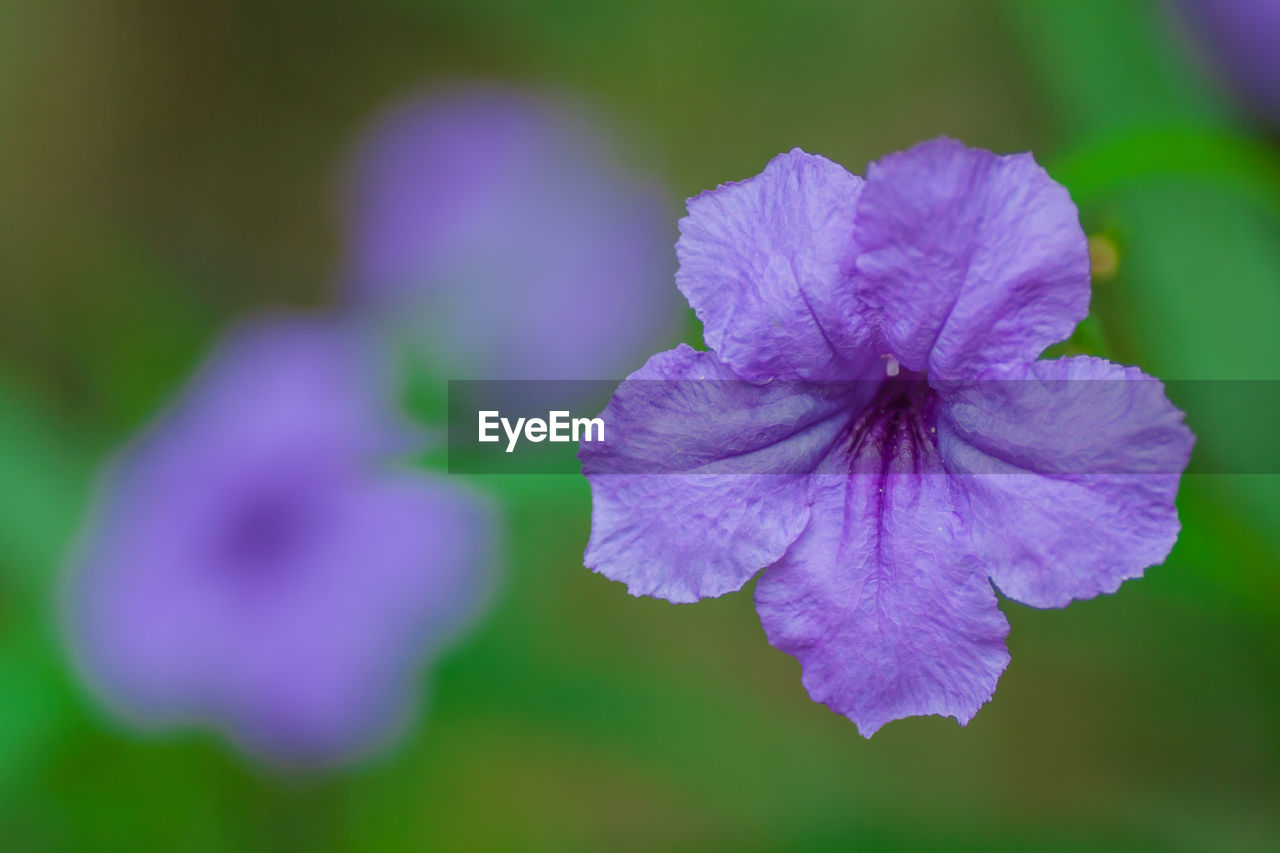 Close-up of purple flowers blooming outdoors