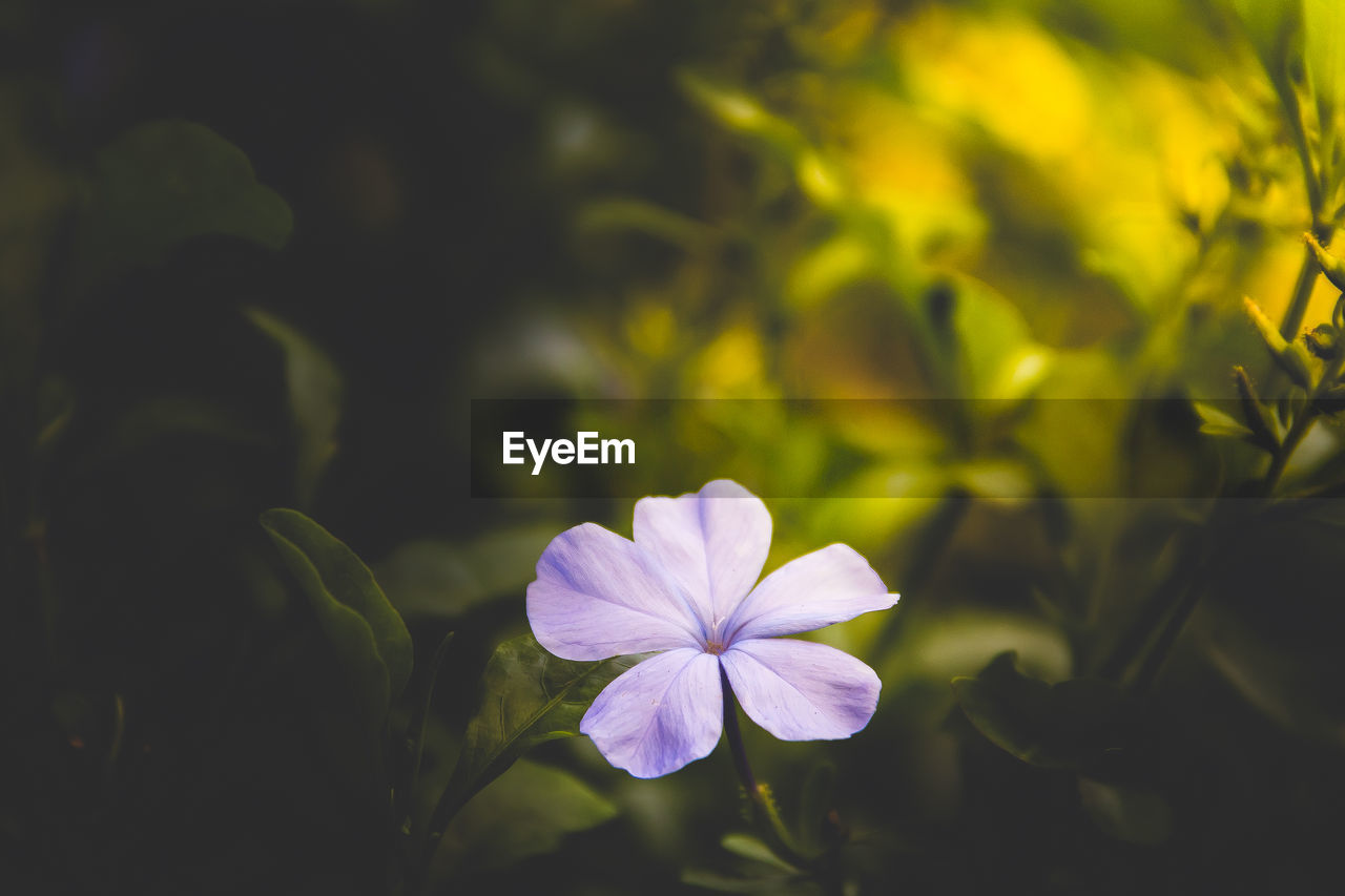 Close-up of purple flowering plant