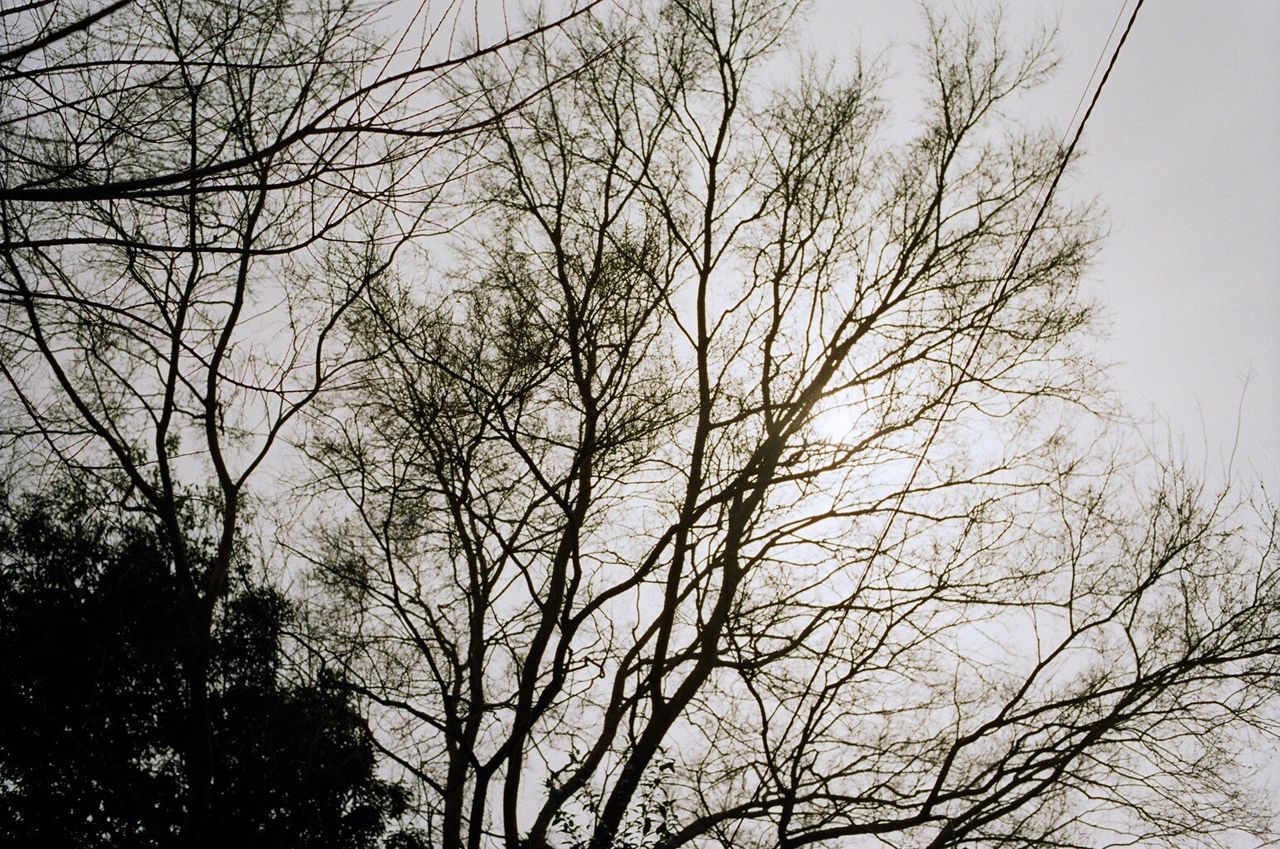 LOW ANGLE VIEW OF SILHOUETTE BARE TREE AGAINST SKY