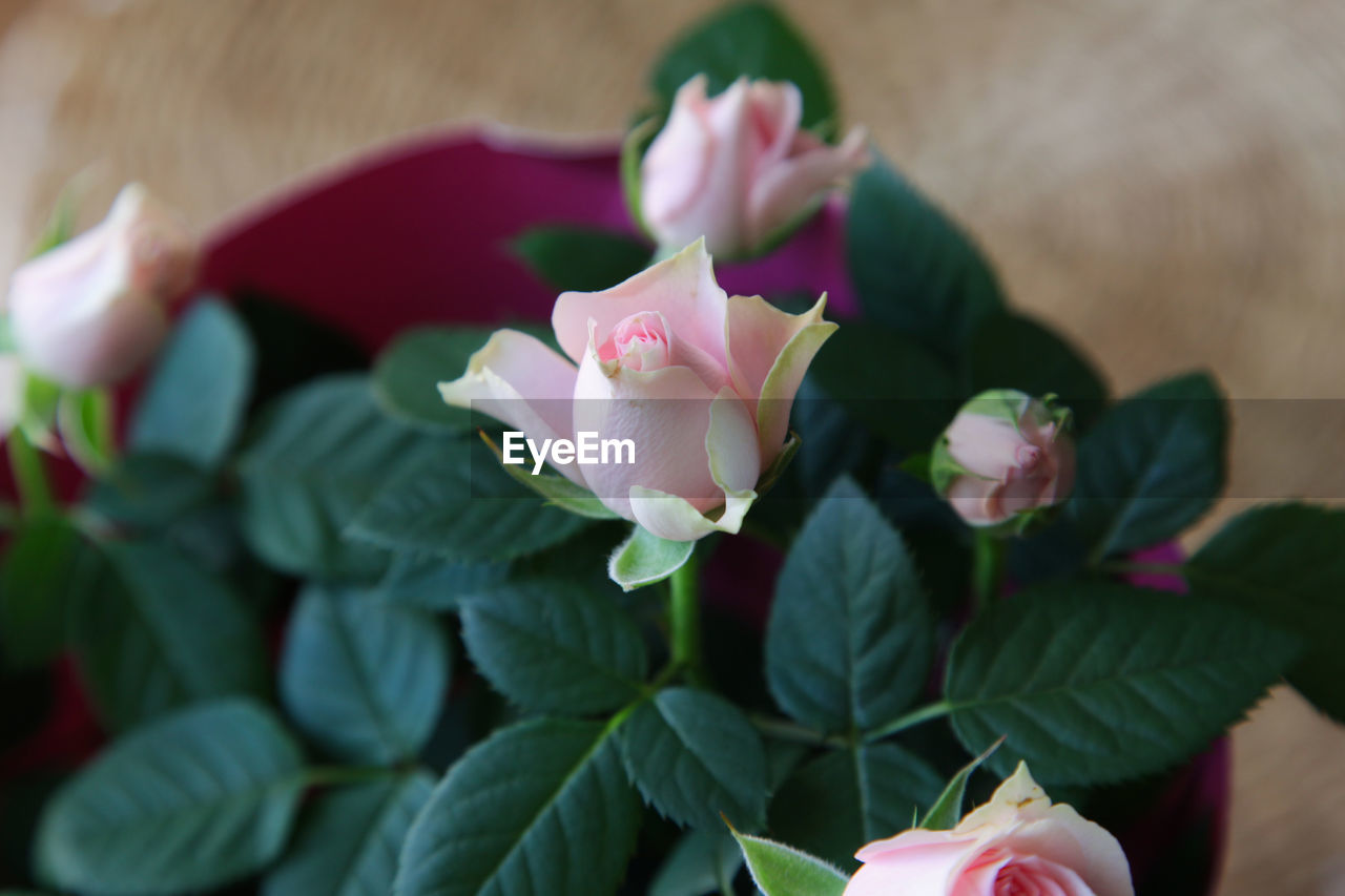 flower, flowering plant, plant, freshness, pink, beauty in nature, leaf, plant part, petal, nature, close-up, rose, flower head, fragility, inflorescence, no people, selective focus, green, growth, macro photography, outdoors, floristry, focus on foreground