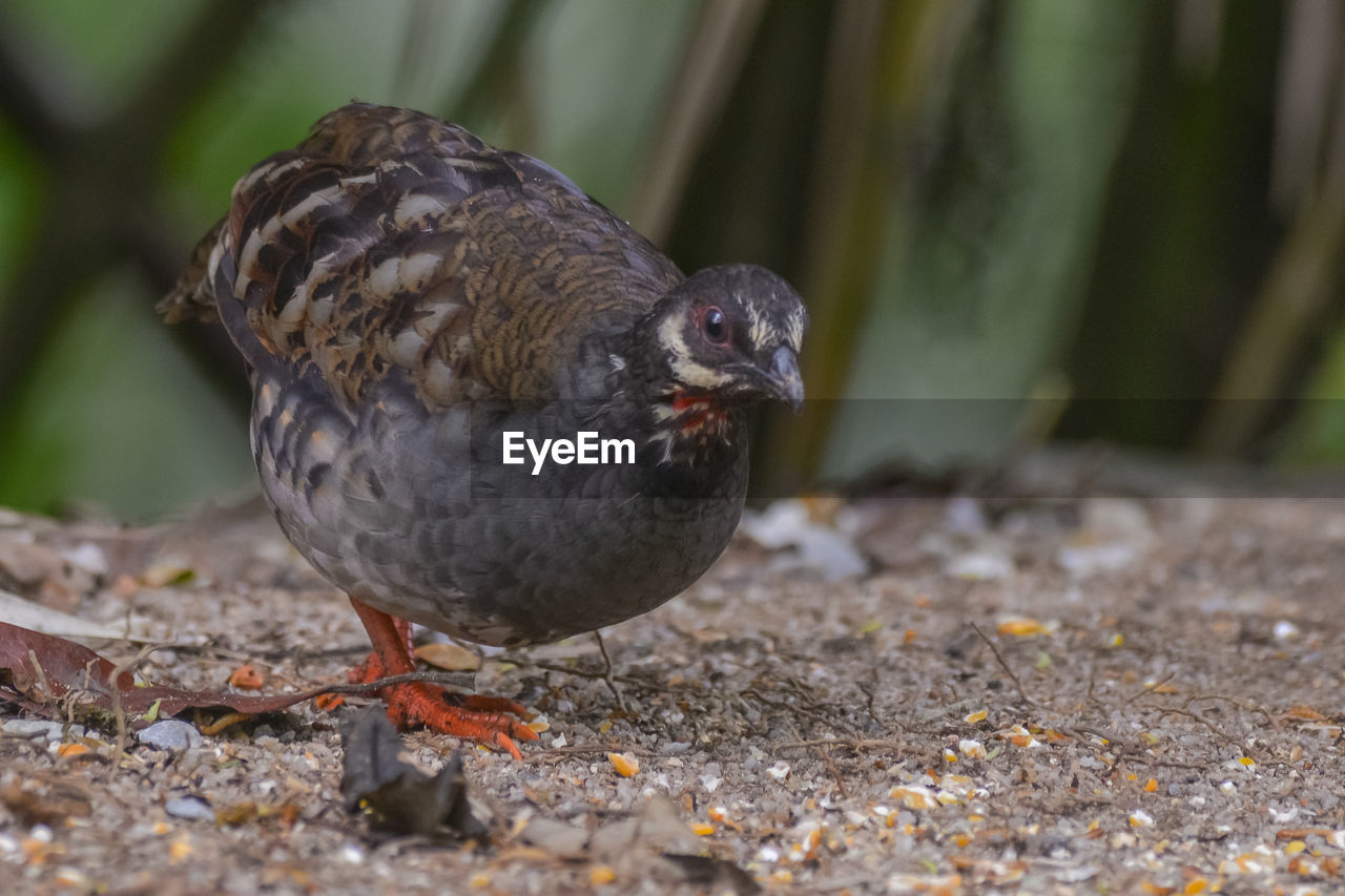 CLOSE-UP OF PIGEON ON FIELD