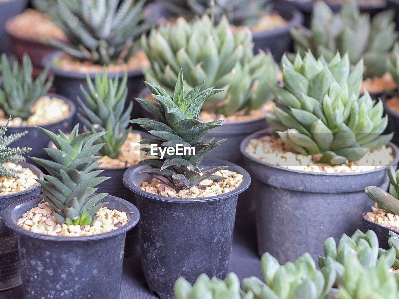 CLOSE-UP OF SUCCULENT PLANT