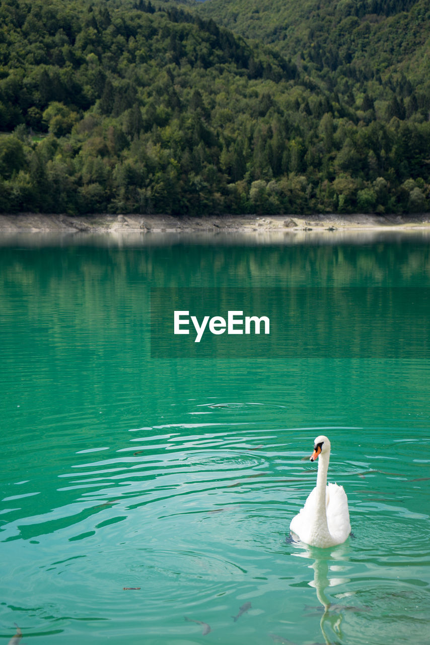 Swan swimming in lake